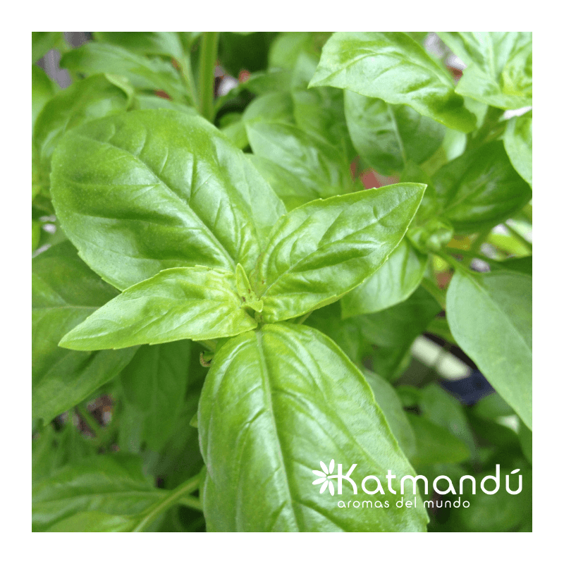 Aceite_Esencial_Albahaca_2.png