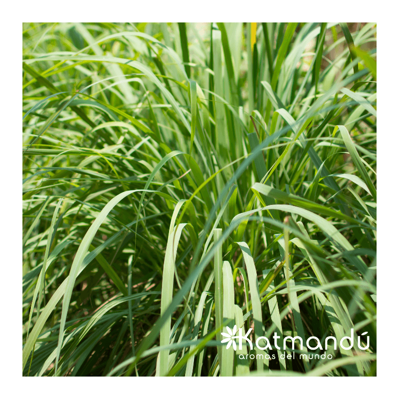 Aceite_Esencial_Lemongrass_2.png