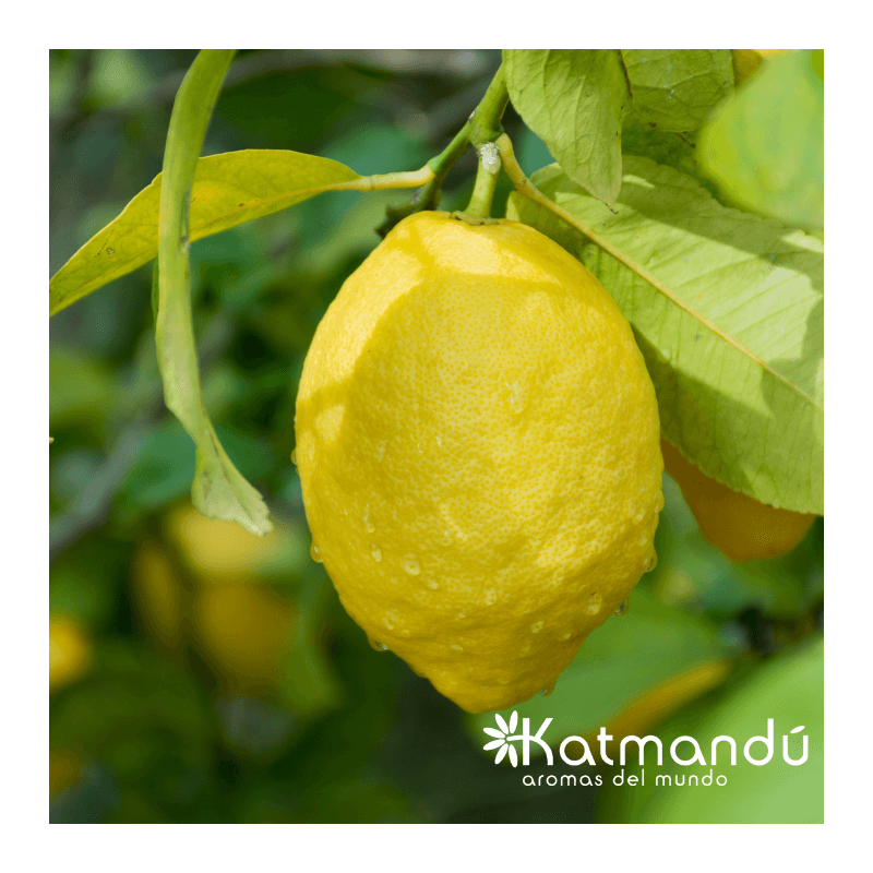 Aceite_Esencial_Limon_2.png