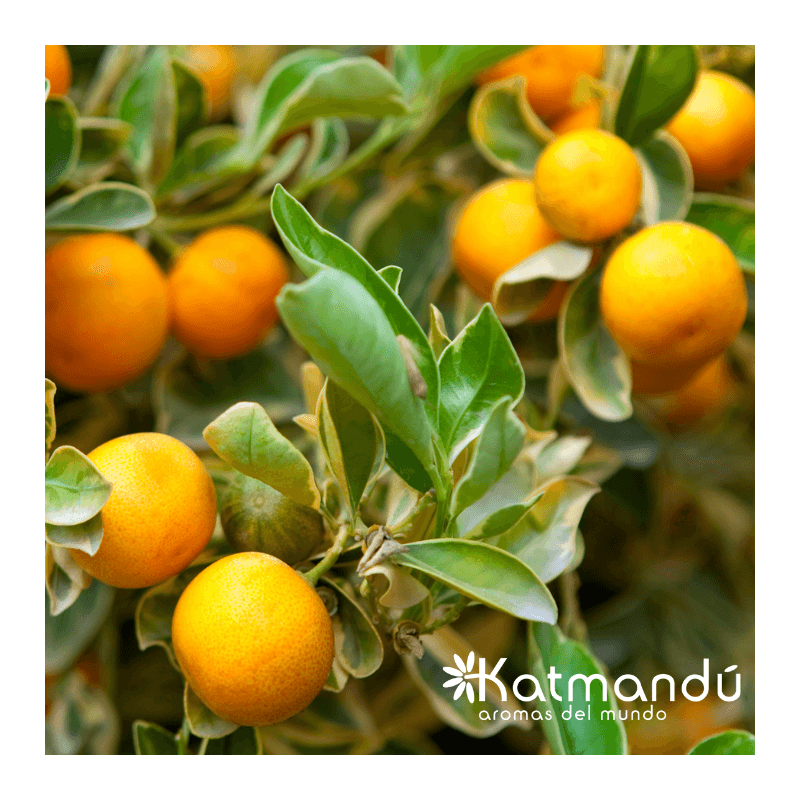 Aceite_Esencial_Mandarina_2.png