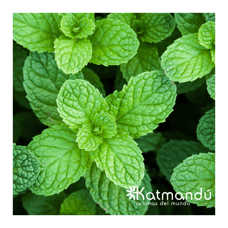 Aceite_Esencial_Menta_2.png